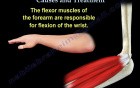 Elbow Pain - Video Lecture
