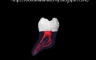 Mandibular Second Molar - Root Canal Anatomy