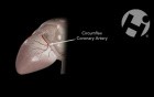 Normal Cardiac Anatomy and Physiology