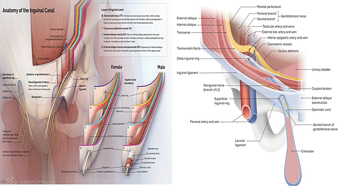 Abdominal Wall & Groin Hernias
