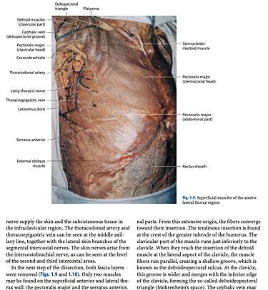 Operative Anatomy of the Heart 