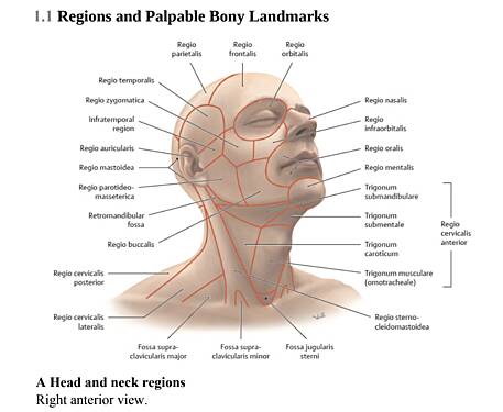 Atlas of Anatomy - Head, Neck, and Neuroanatomy, Latin Nomenclature