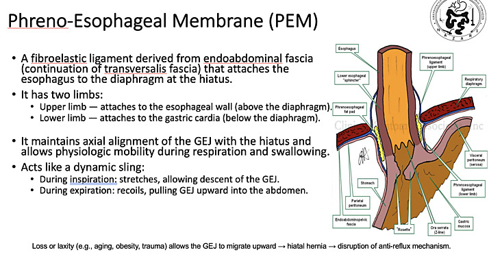 The Mechanism of the Anti-Reflux Barrier in Deep