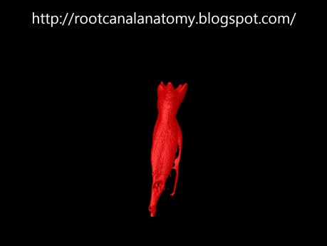 Mandibular First Molar
