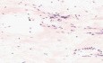 Areolar Connective Tissue - Histology