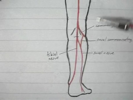Anatomy Lectures - Lumbosacral Plexus - 5/5