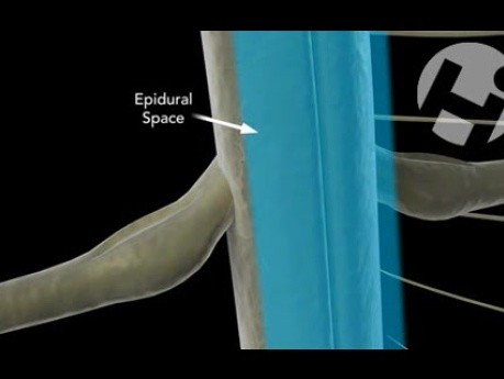 Normal Spinal Cord Function