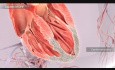 Congestive Heart Failure Explained via 3D Medical Animation