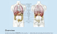 Sobotta Atlas of Anatomy, Vol.1, 16th ed., EnglishLatin General Anatomy and Musculoskeletal System by Friedrich Paulsen, Jens Waschke (z-lib.org)