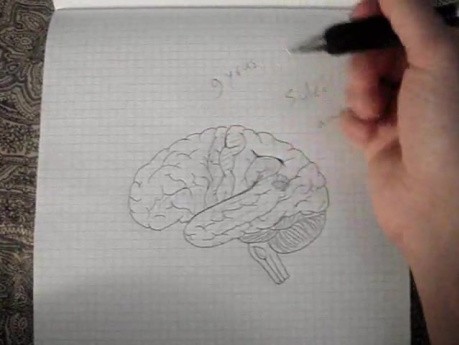 Brain - Neuroanatomy Lectures - 10
