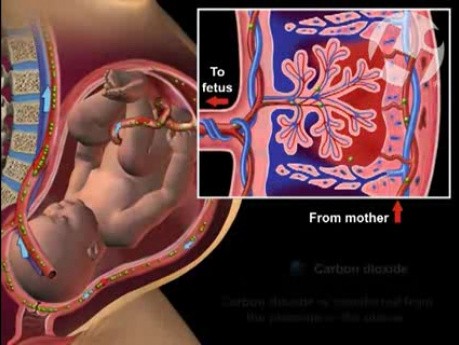 Maternal Fetal Circulation