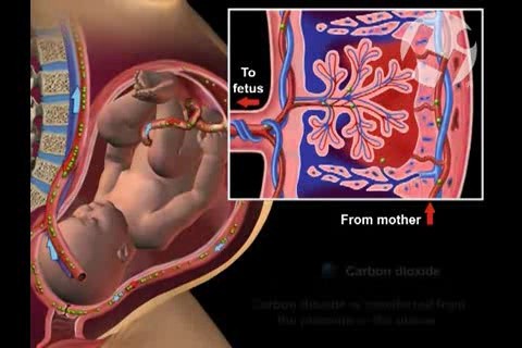 Maternal Fetal Circulation • Video • 