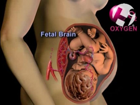 Fetal Circulation