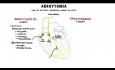 Arrhythmia Overview - Mechanism of Bradyarrhythmia and Tachyarrhythmia