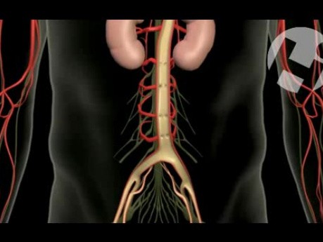 Anatomy and Function of Cauda Equina