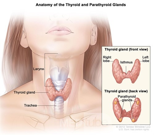Surgical Technique of Total Thyroidectomy (11 Steps to Avoid Complications)