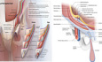 Abdominal Wall & Groin Hernias