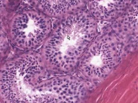 Testis - Histology