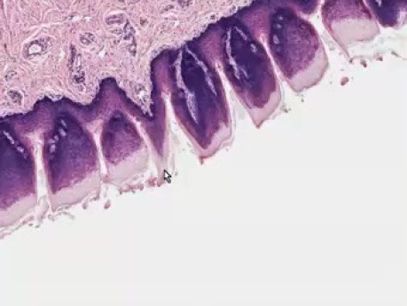 Tongue - Histology