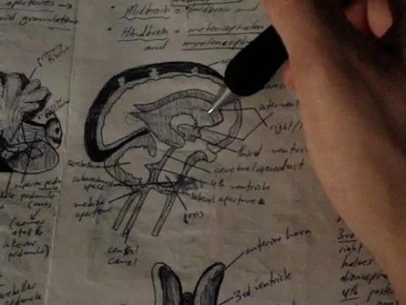 Cerebellum and Ventricles - Neuroanatomy Lectures - 19