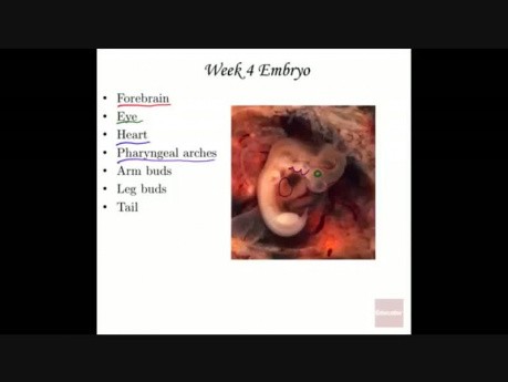 Anatomy and Physiology of Embryological Fetal Development