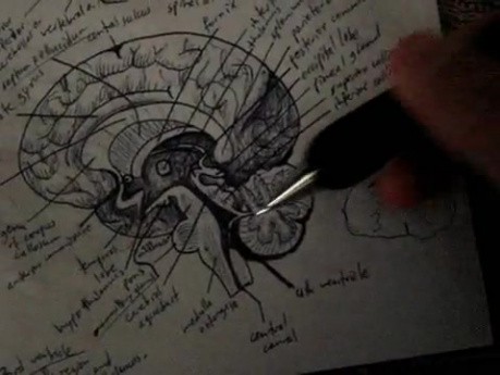 Brainstem - Neuroanatomy Lectures - 14
