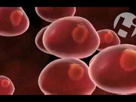 Cell Division