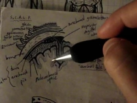 Cranial nerves and scalp - Neuroanatomy Lectures - 26