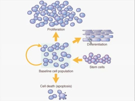 Regeneration and Healing - MSP - 3a