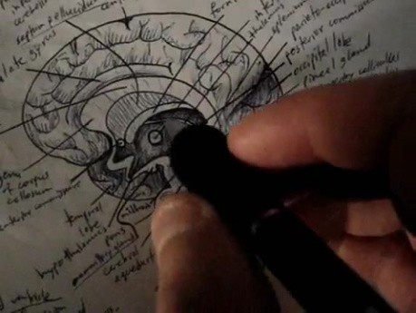 Brain - Neuroanatomy Lectures - 12