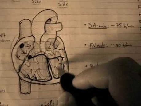 Pulse Propagation - Cardiac Action Potential Lecture - Part 1/6