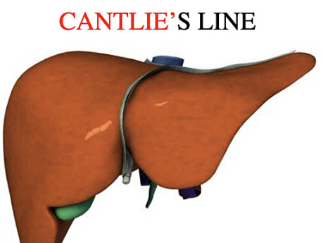Surgical Anatomy of the Liver