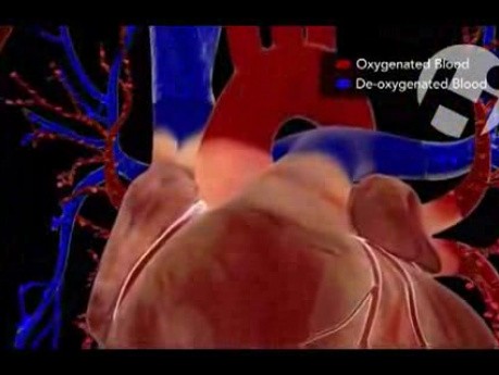 Normal Cardiac Anatomy and Physiology