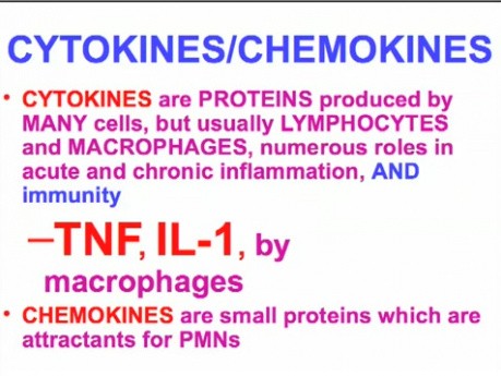 Diseases of Immunity - MSP - 6c