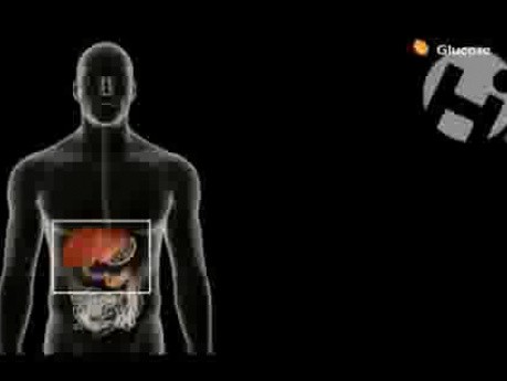 Glucose in the Body