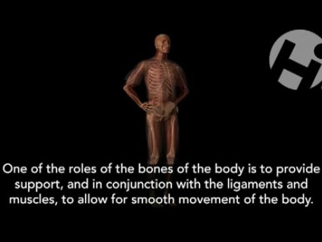 Role of Bone