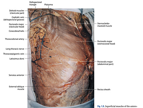 Operative Anatomy of the Heart 
