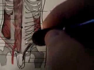 Thoracoabdominal Wall - Video Lecture - Part 10
