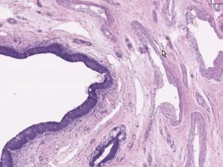 Male Urethra - Histology
