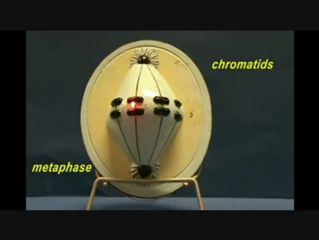Mitosis Model 
