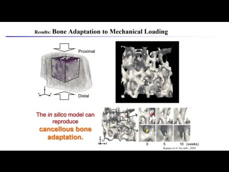 In silico Experiments on Bone Adaptation by Remodeling - T.Adachi