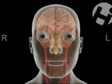 Cranial Nerve Function