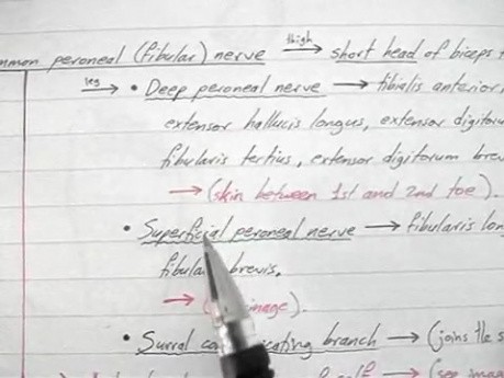 Anatomy Lectures - Lumbosacral Plexus - 4/5