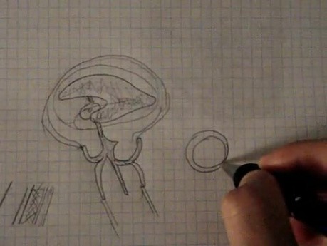 Brain ventricles - Neuroanatomy Lectures - 20