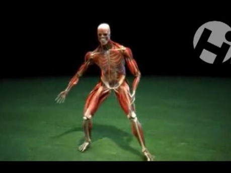 Anatomical Muscle Test