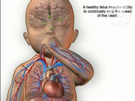 Normal Physiologic Control of the Fetal Heart