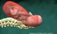 Childbirth Animation