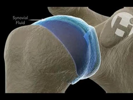 Shoulder: Normal Cartilage Function