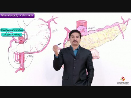 Arterial Supply of Stomach
