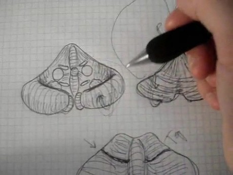 Cerebellum - Neuroanatomy Lectures - 18